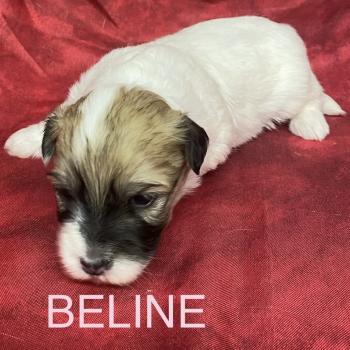BELINE coton LOF à réserver Femelle Coton de tulear