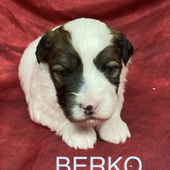 BERKO coton LOF à réserver Mâle Coton de tulear
