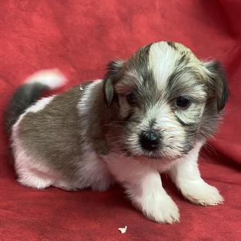 BESS coton LOF à réserver Femelle Coton de tulear