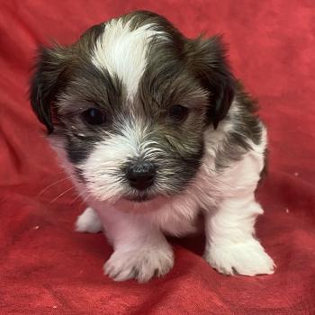 BILO coton LOF à réserver Mâle Coton de tulear