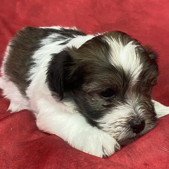 chiot Coton de tulear BILO coton LOF à réserver Domaine de la Chantelaie  
