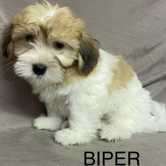 chiot Coton de tulear BIPER Coton LOF disponible Domaine de la Chantelaie  