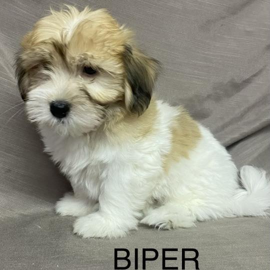 chiot Coton de tulear BIPER Coton LOF disponible Domaine de la Chantelaie  