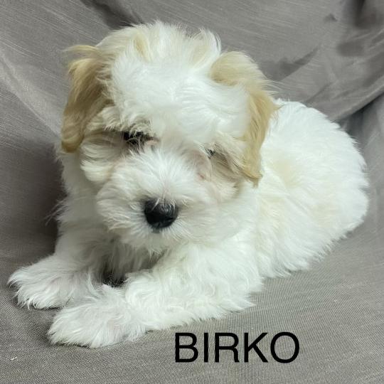 chiot Coton de tulear BIRKO Coton LOF disponible Domaine de la Chantelaie  