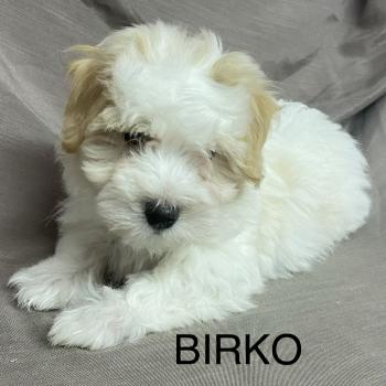 BIRKO Coton LOF disponible Mâle Coton de tulear