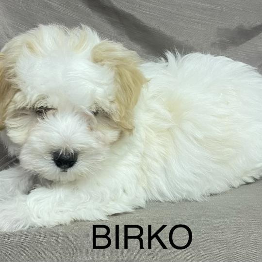 chiot Coton de tulear BIRKO Coton LOF disponible Domaine de la Chantelaie  