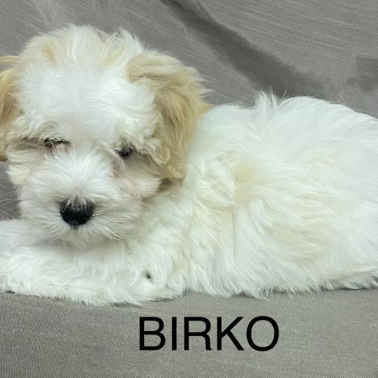 chiot Coton de tulear BIRKO Coton LOF disponible Domaine de la Chantelaie  