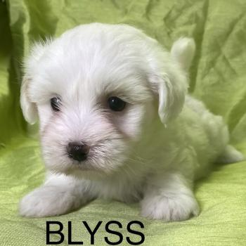 BLYSS coton LOF disponible Femelle Coton de tulear