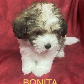 BONITA mini Coton disponible Femelle Coton de tulear