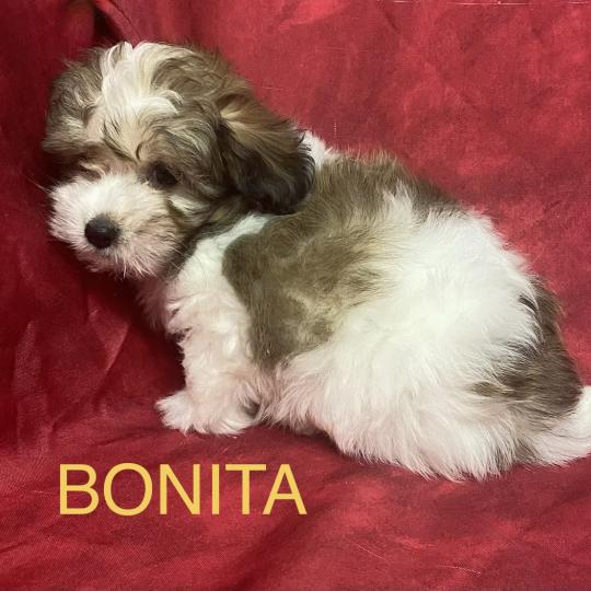 chiot Coton de tulear BONITA Coton disponible Domaine de la Chantelaie  