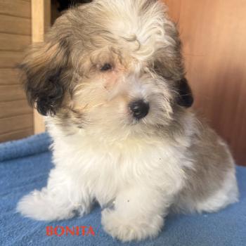 BONITA mini Coton disponible Femelle Coton de tulear