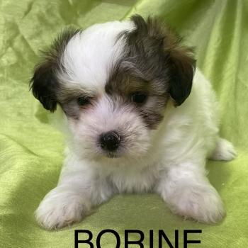 BORINE coton LOF disponible Femelle Coton de tulear