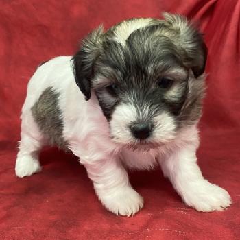 BIFANE coton LOF à réserver Femelle Coton de tulear