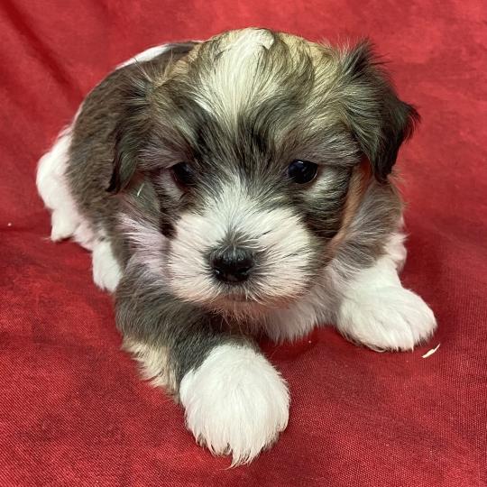 chiot Coton de tulear BOUBOU coton LOF à réserver Domaine de la Chantelaie  