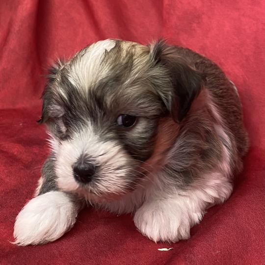 chiot Coton de tulear BOUBOU coton LOF à réserver Domaine de la Chantelaie  