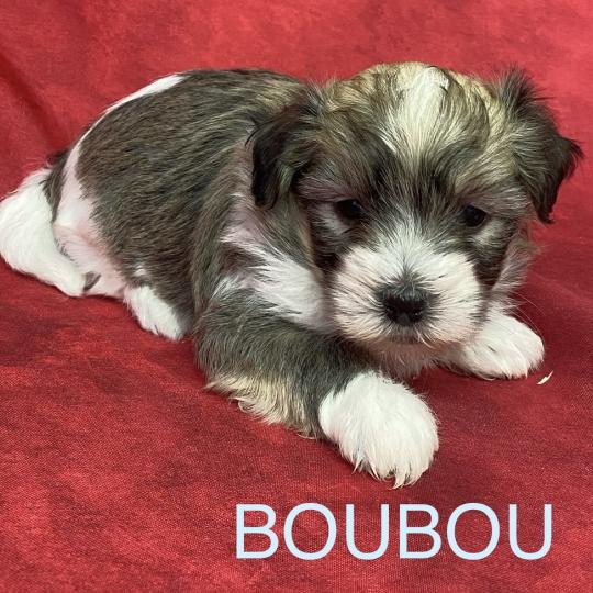 chiot Coton de tulear BOUBOU coton LOF à réserver Domaine de la Chantelaie  