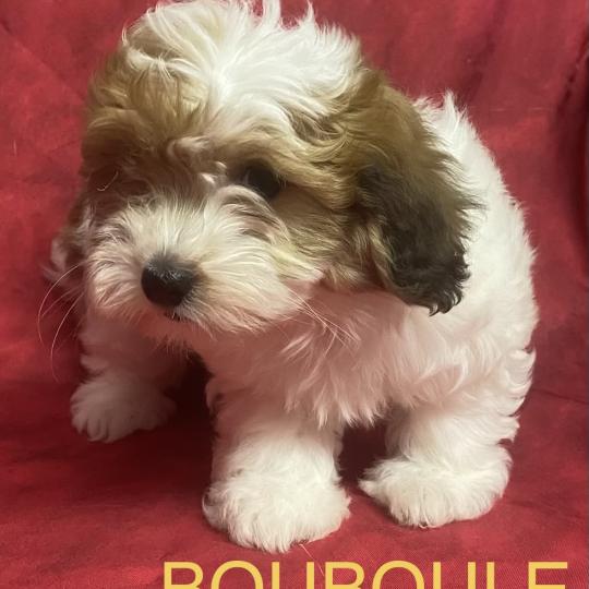 chiot Coton de tulear BOUBOULE Coton disponible Domaine de la Chantelaie  