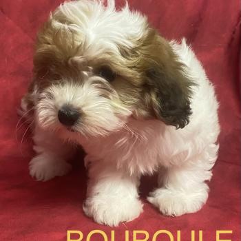 BOUBOULE Coton disponible Femelle Coton de tulear