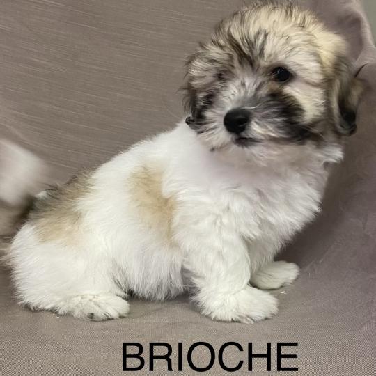 chiot Coton de tulear BRIOCHE Coton LOF disponible Domaine de la Chantelaie  