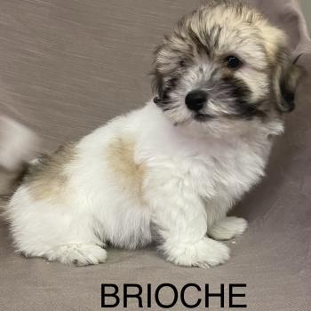 BRIOCHE Coton LOF disponible Femelle Coton de tulear