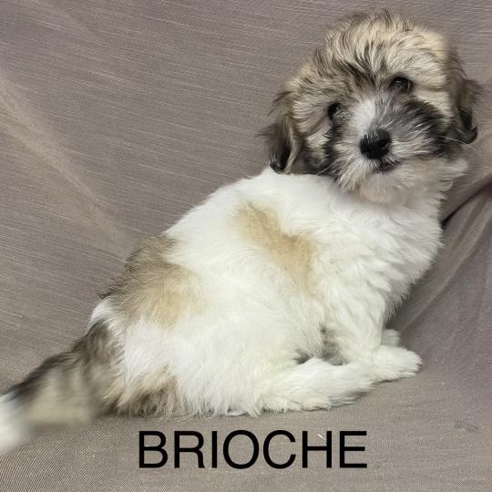 chiot Coton de tulear BRIOCHE Coton LOF disponible Domaine de la Chantelaie  