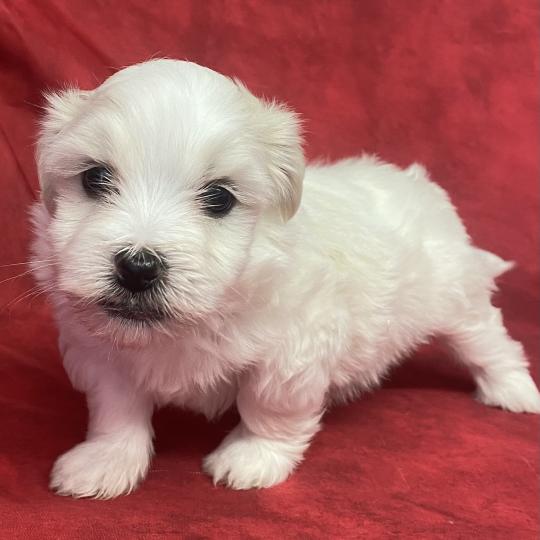 chiot Coton de tulear BRUTUS LOF coton à réserver Domaine de la Chantelaie  