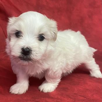 BRUTUS LOF coton à réserver Mâle Coton de tulear