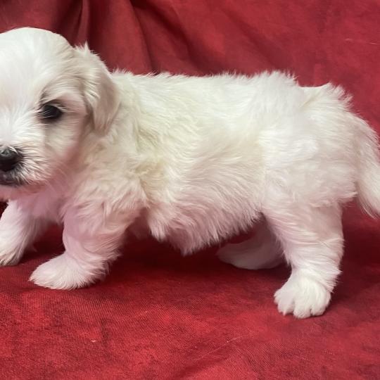 chiot Coton de tulear BRUTUS LOF coton à réserver Domaine de la Chantelaie  