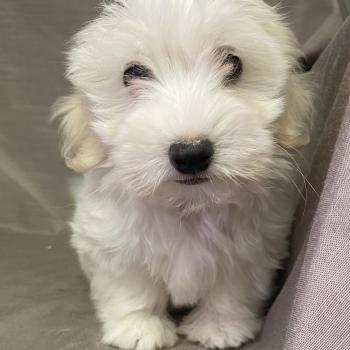 BUKY Coton LOF disponible Mâle Coton de tulear