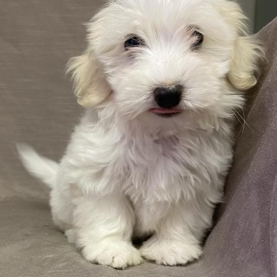 chiot Coton de tulear BUKY Coton LOF disponible Domaine de la Chantelaie  