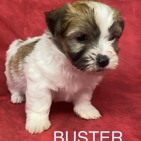 chiot Coton de tulear BUSTER LOF coton à réserver Domaine de la Chantelaie  