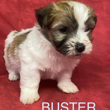 BUSTER LOF coton à réserver Mâle Coton de tulear