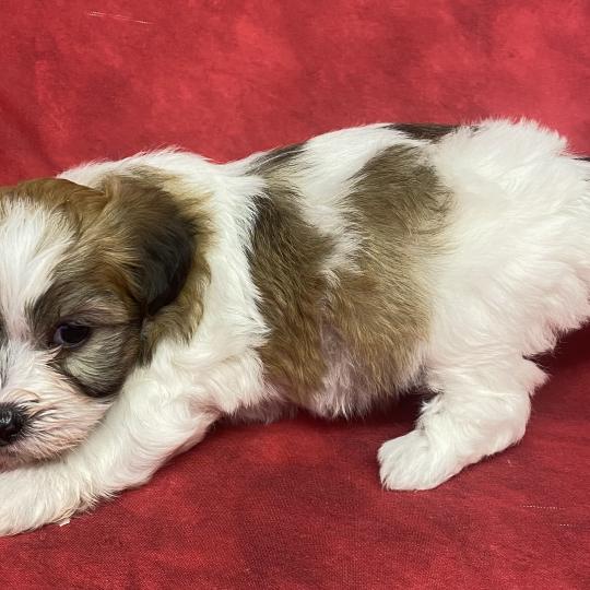 chiot Coton de tulear BUSTER LOF coton à réserver Domaine de la Chantelaie  