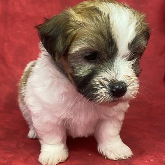 chiot Coton de tulear BUSTER LOF coton à réserver Domaine de la Chantelaie  