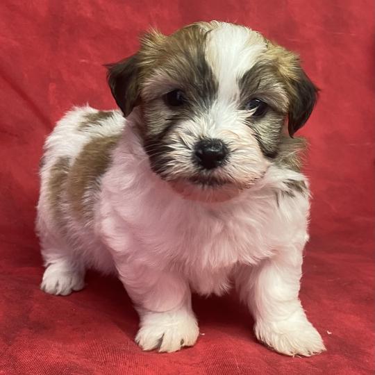 chiot Coton de tulear BUSTER LOF coton à réserver Domaine de la Chantelaie  