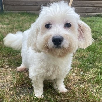 ORLANE coton de tuléar Femelle Coton de tulear