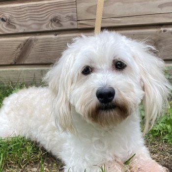 RIDLEY coton de tuléar Mâle Coton de tulear