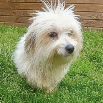 ROZIA coton de tuléar Femelle Coton de tulear