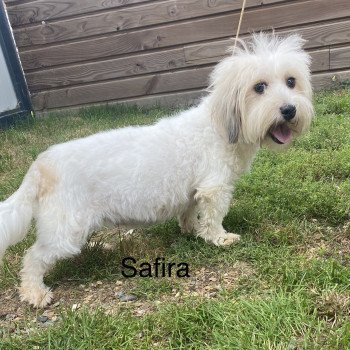 SAFIRA coton de tuléar Femelle Coton de tulear