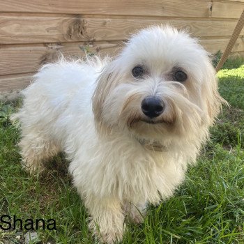 SHANA coton de tuléar Femelle Coton de tulear
