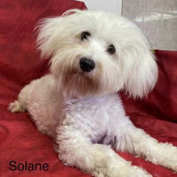 SOLANE coton de tuléar Femelle Coton de tulear