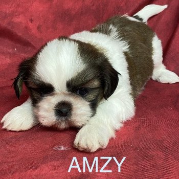 AMZY shih tzu Mâle Shih tzu