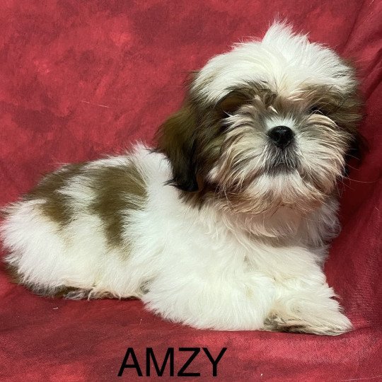 chiot Shih tzu AMZY shih tzu Domaine de la Chantelaie  