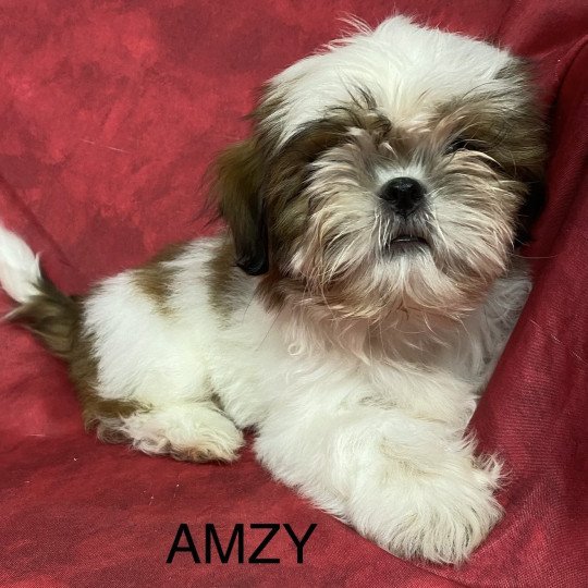 chiot Shih tzu AMZY shih tzu Domaine de la Chantelaie  