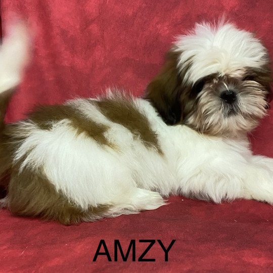 chiot Shih tzu AMZY shih tzu Domaine de la Chantelaie  