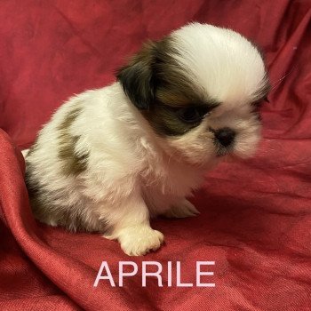 APRIL shih tzu à réserver Femelle Shih tzu