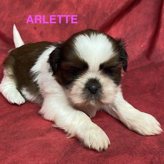 chiot Shih tzu ARLETTE shih tzu Domaine de la Chantelaie  