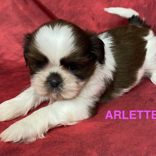 chiot Shih tzu ARLETTE shih tzu Domaine de la Chantelaie  