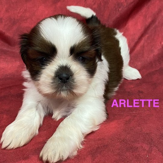 chiot Shih tzu ARLETTE shih tzu Domaine de la Chantelaie  