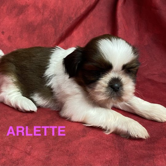 chiot Shih tzu ARLETTE shih tzu Domaine de la Chantelaie  